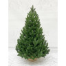 Ель TRIUMPH TREE БАВАРСКАЯ 100% литая 90 см в мешочке зеленая 72209